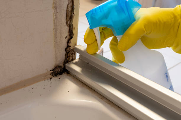 Best Crawl Space Mold Removal  in Belwood, NC