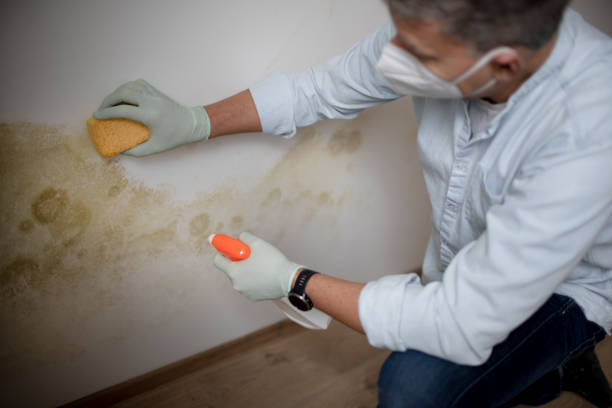 Best Same-Day Mold Removal  in Belwood, NC