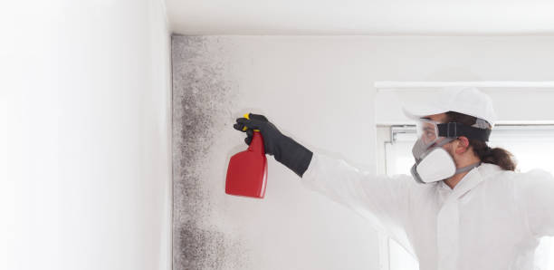 Best Residential Mold Removal  in Belwood, NC