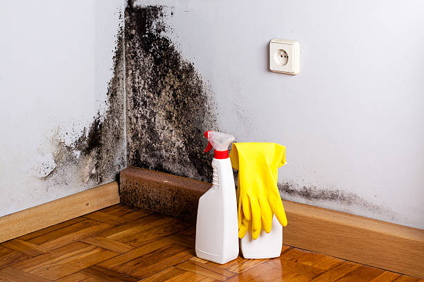 Best Professional Mold Removal  in Belwood, NC