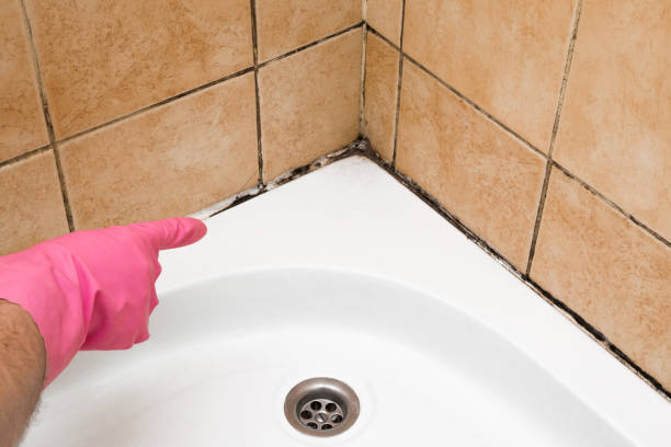 Best Mold Removal Specialists  in Belwood, NC