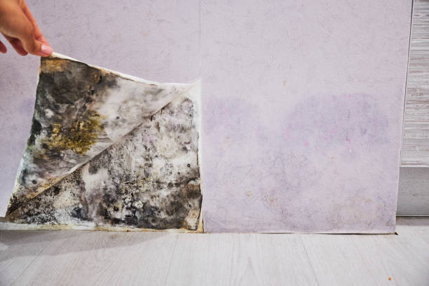 Best Mold Removal and Inspection  in Belwood, NC